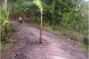 Pohon Pisang Hiasi Jalan Seklok-Padamulya 