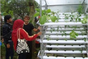 Hidroponik, Alternatif Bertanam di Lahan Sempit