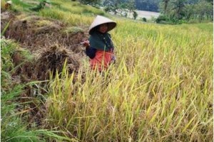 Salah seorang petani di desa Longkewang saat panen.