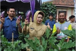 Bupati Kuningan menunjukan terung yang dipetiknya pada panen raya mini expo.