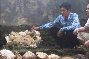 Unik. Jambur tumbuh sembilan tingkat