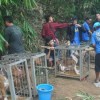 Hiparu Cup Lahirkan Anjing Juara