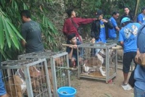 Hiparu Cup Lahirkan Anjing Juara