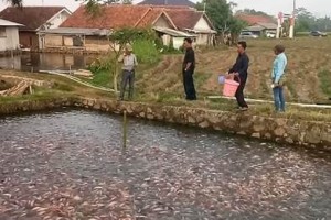 Ketua Gerindra Kembangkan Budidaya Ikan Tawar