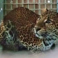 Macan Tutul Betina 'Rasi'