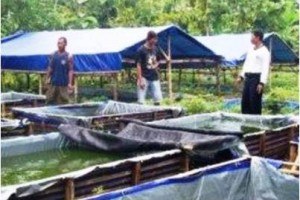 Peternak Lele di Kelurahan Windusengkahan.
