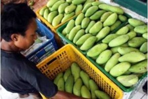 Salah seorang pedagang mangga di Kuningan.