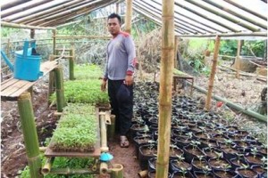 Ribuant bibit casbe siap dibagikan secarva gratis.